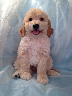 Professionally Bred Golden and Cream Miniature Goldendoodle Puppy for Sale DOB 9-25-2015